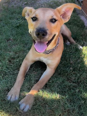 picture of the dog needing adoption