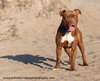 Brown Sugar - Photo 2