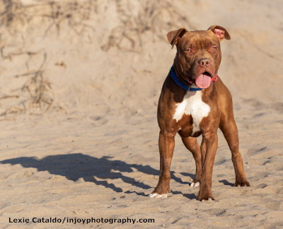 BROWN SUGAR - Pit Bull Terrier available for adoption