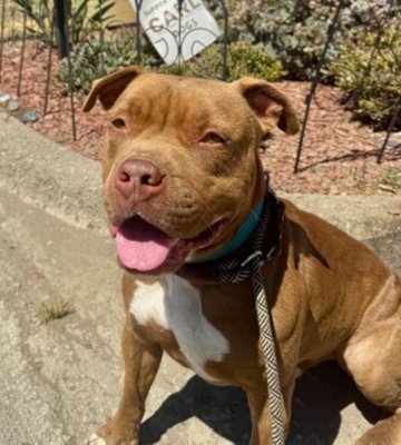 Brown Sugar, an adoptable Pit Bull Terrier in Ventura, CA