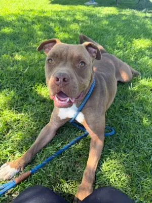 Brown Sugar - Pit Bull Terrier