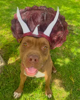 Brown Sugar - Pit Bull Terrier