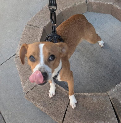 picture of the dog needing adoption