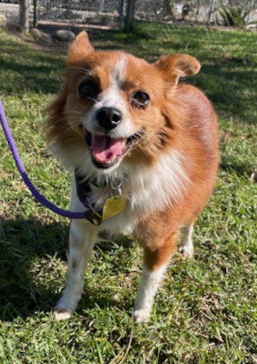 picture of the dog needing adoption