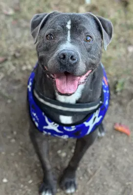 Bubba - Pit Bull X