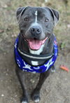 Bubba - Photo 1