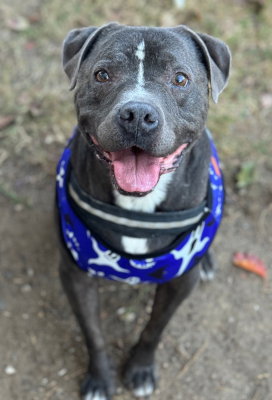 BUBBA - Pit Bull Terrier available for adoption