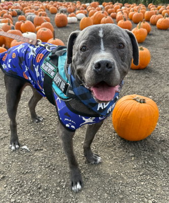 BUBBA - Pit Bull Terrier available for adoption