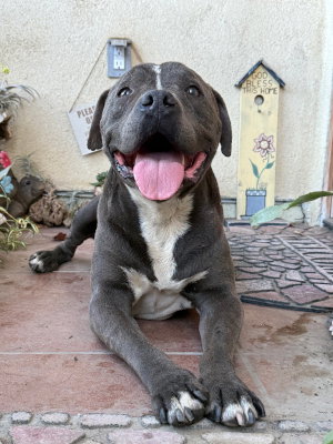 Bubba, photo 3