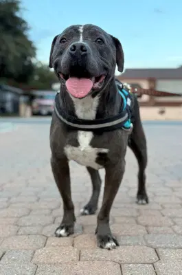 Bubba image 4