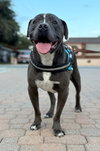 Bubba - Photo 4