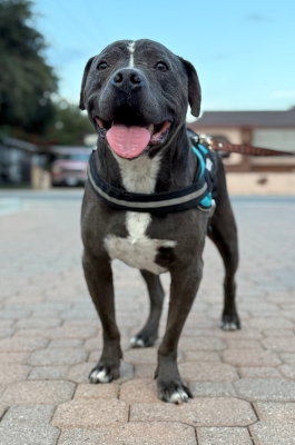 Bubba, photo 4
