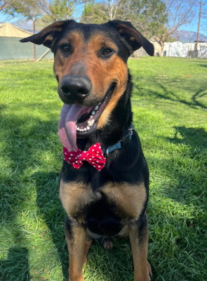 picture of the dog needing adoption