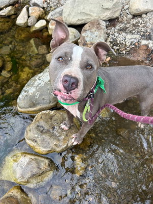 picture of the dog needing adoption