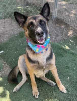 Brownie - German Shepherd Dog