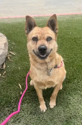 Roxie image 3