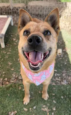Roxie image 2