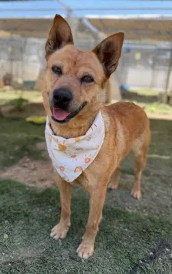 Roxie - Cattle Dog