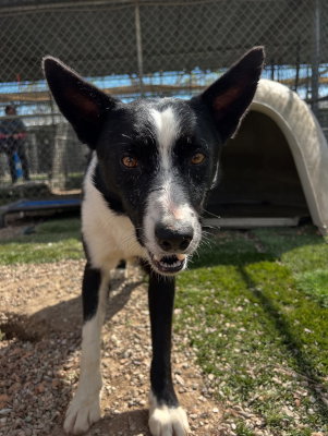 Pinto, an adoptable Border Collie in Ventura, CA