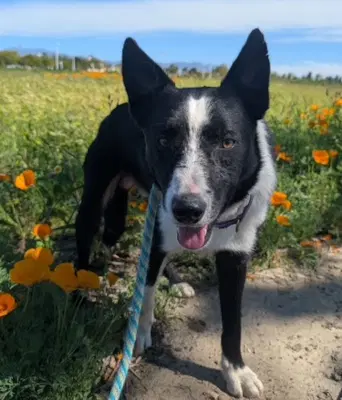 Pinto - Border Collie
