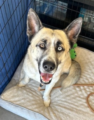 Zeus, an adoptable German Shepherd Dog in Ventura, CA