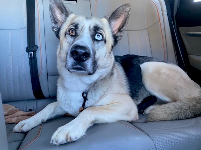 Zeus