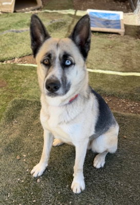 Zeus