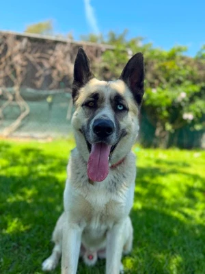Zeus
