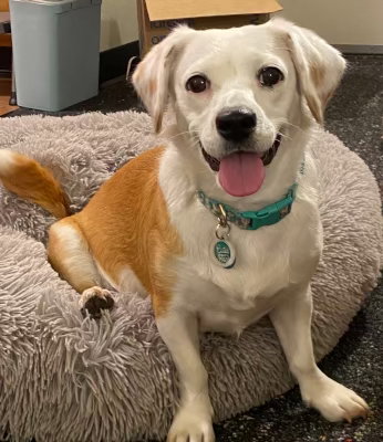 Bippity Boppity Boop, an adoptable Chihuahua in Ventura, CA