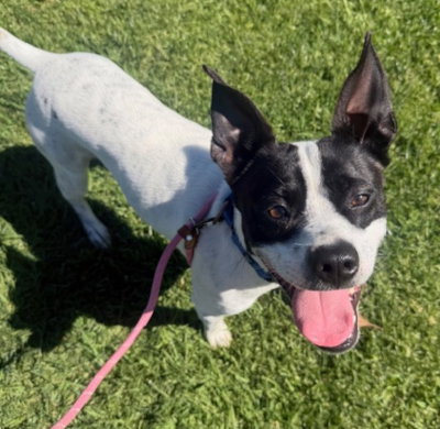 picture of the dog needing adoption