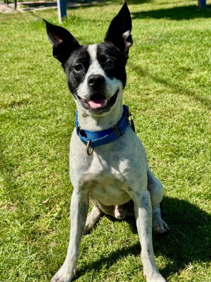 picture of the dog needing adoption