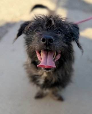 Gilley, an adoptable Lhasa Apso in Ventura, CA