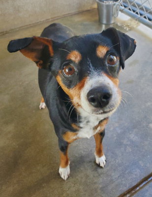 Cookie, an adoptable Miniature Pinscher in Ventura, CA