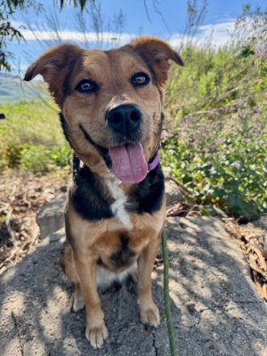Chili, an adoptable Shepherd in Ventura, CA