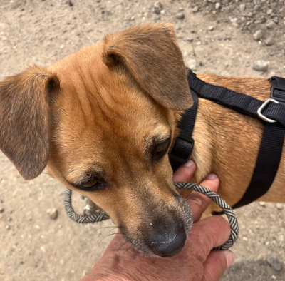Ransom, an adoptable Chihuahua in Ventura, CA