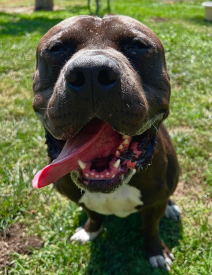 Riot, an adoptable Pit Bull Terrier in Ventura, CA