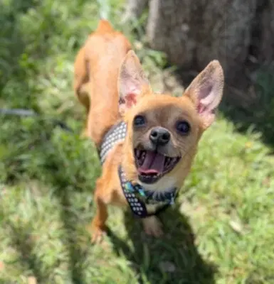 Buttons - Chihuahua