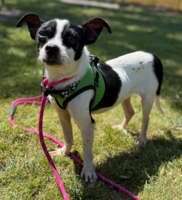 Frankie, an adoptable Chihuahua in Ventura, CA