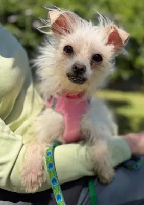 Iris - Maltese
