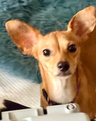 Peaches - Chihuahua