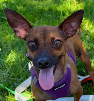 Posie - Chihuahua