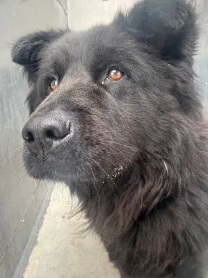 Terra - Chow Chow