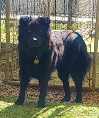 Mona