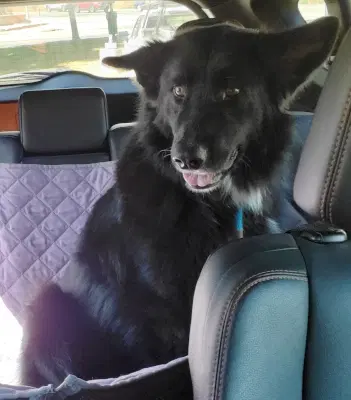 Sadie Bc image 3