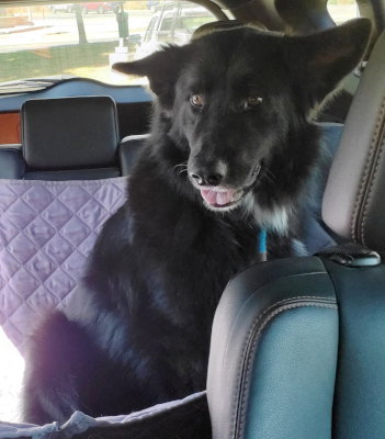 Photo 3 of Sadie (BC)
