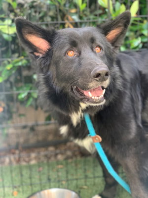 Sadie (BC)