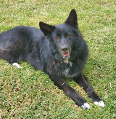 Photo 2 of Sadie (BC)