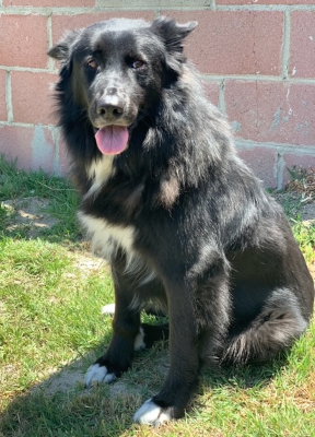 Sadie (BC)