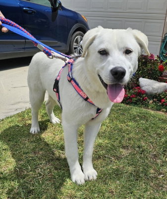 Rotto, an adoptable Labrador Retriever in Ventura, CA