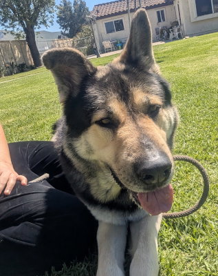 Tri Tip, an adoptable Akita in Ventura, CA